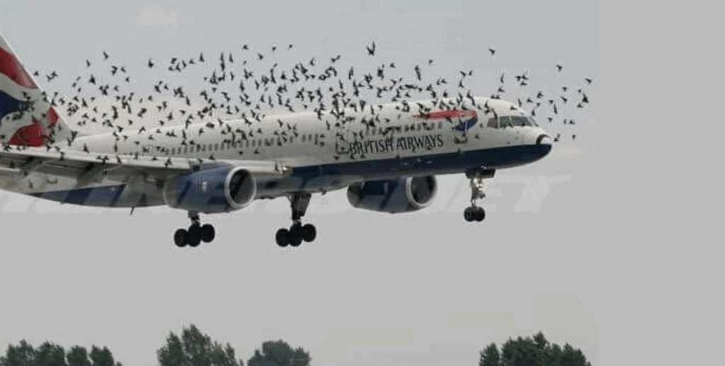 Bird strikes