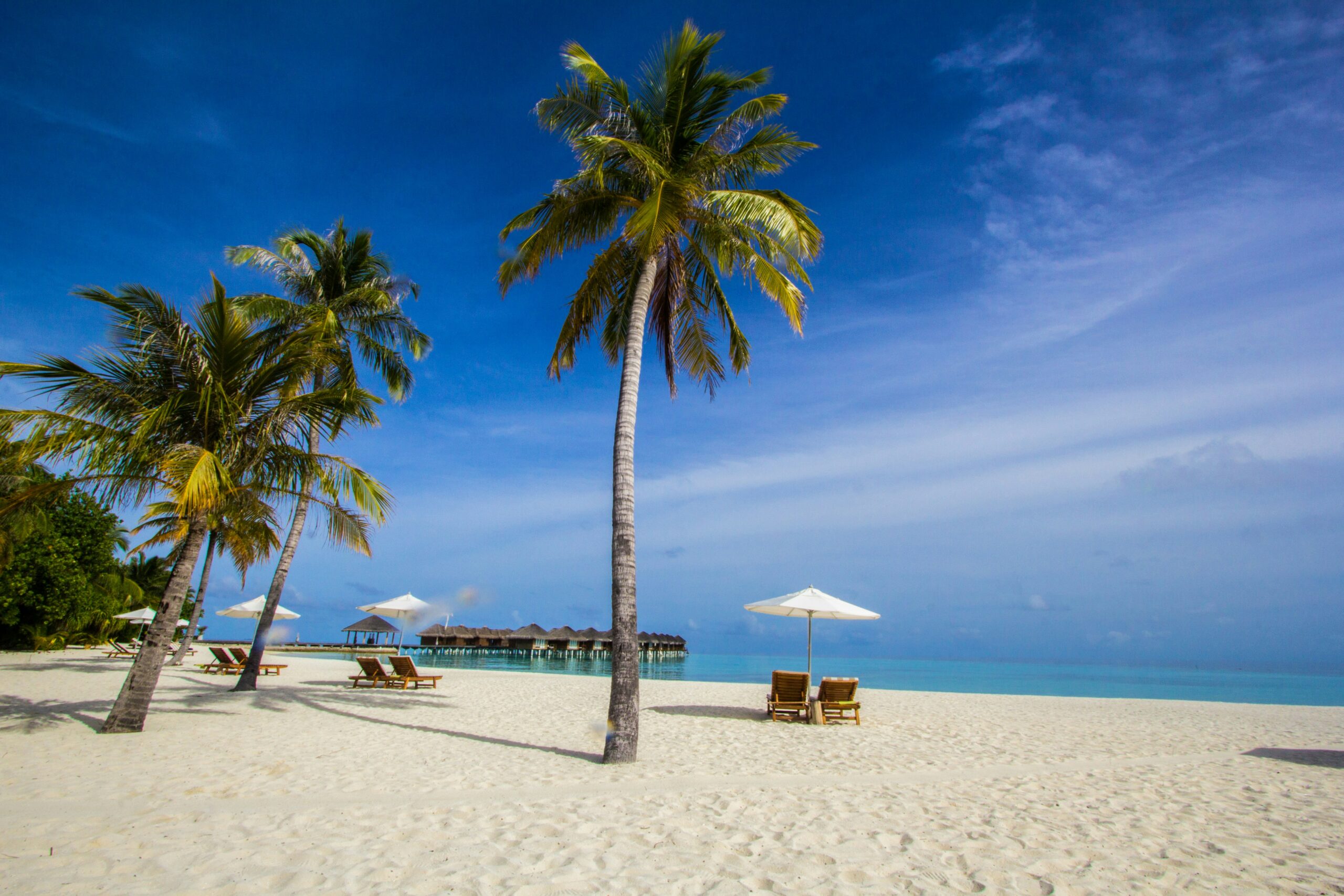 Coconut trees on shore
