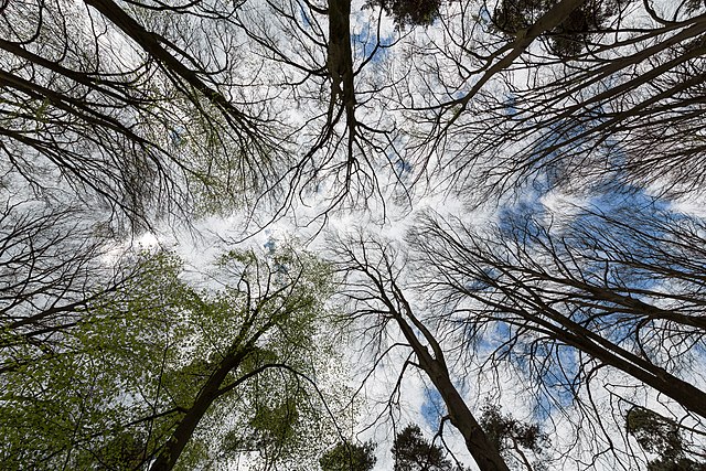 Trees at the Börnste hamlet, Kirchspiel, Dülmen, North Rhine-Westphalia, Germany
