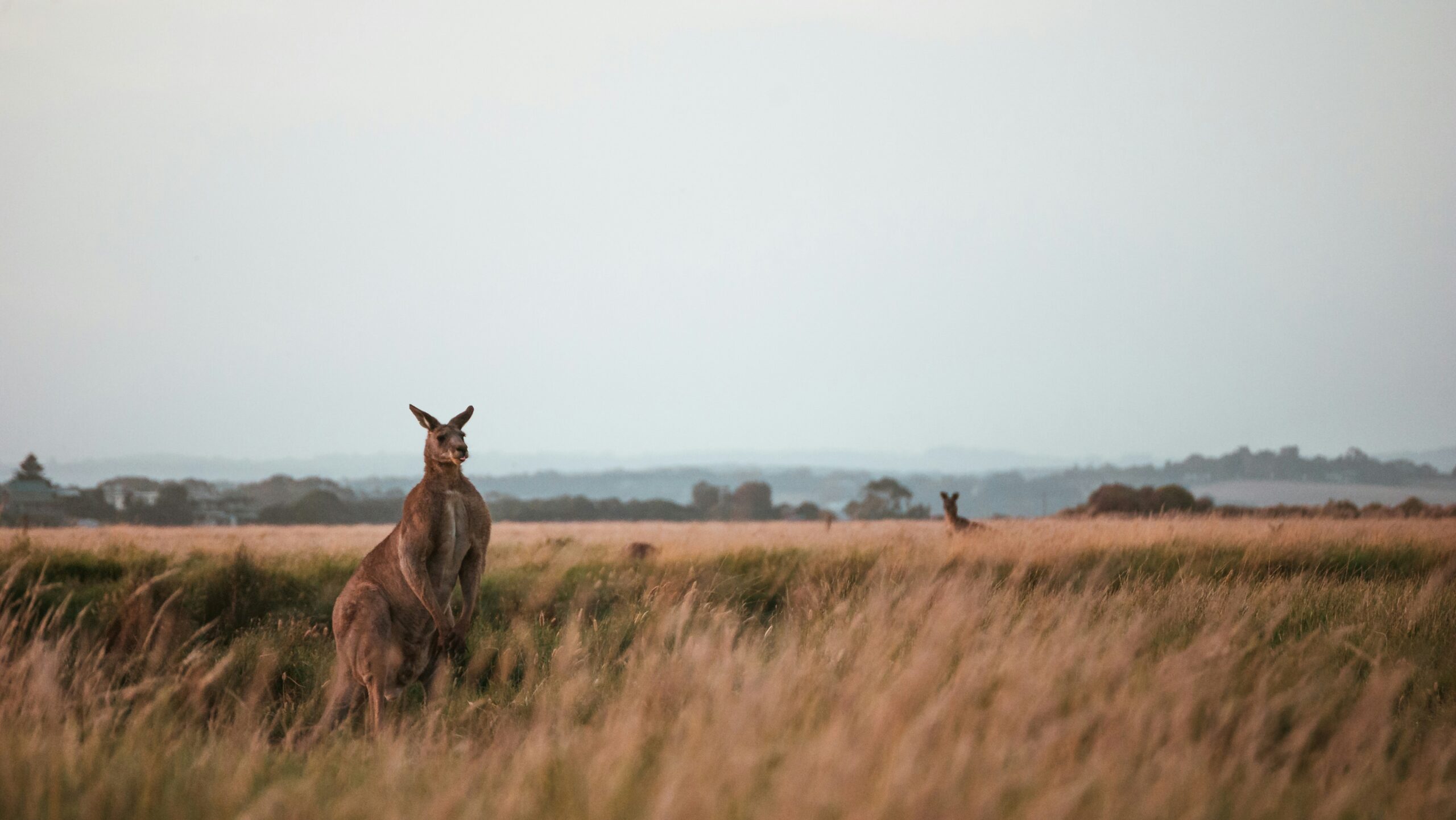 Kangaroos on Australian Outback