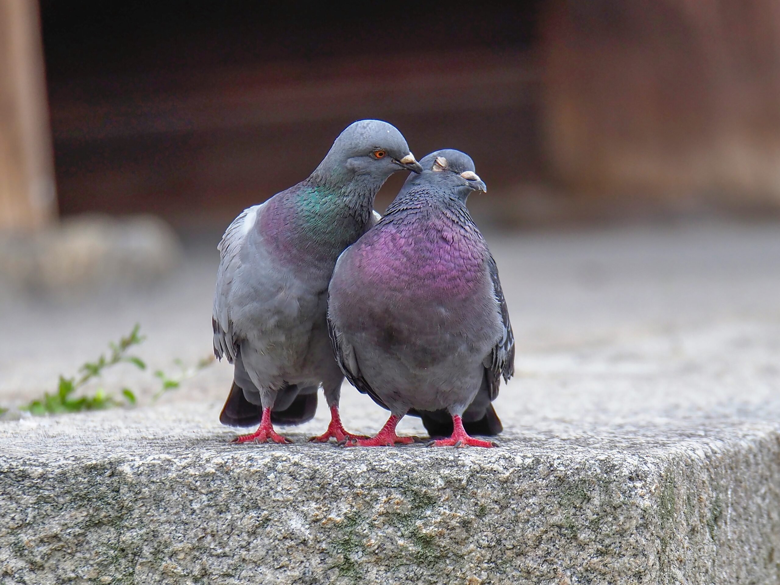 Two Rock Doves Embraced