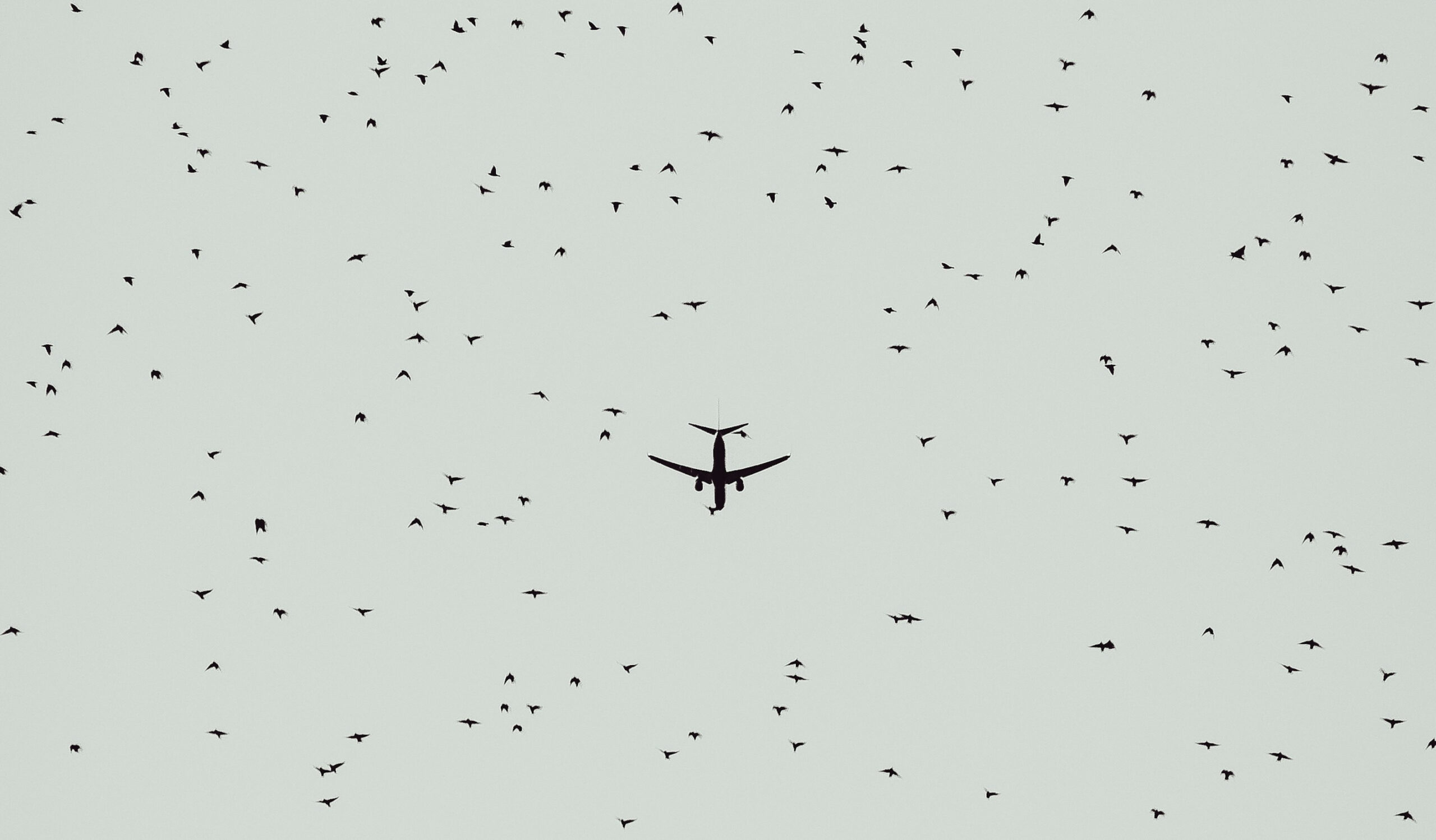Flying Airliner in sky with flock of starlings