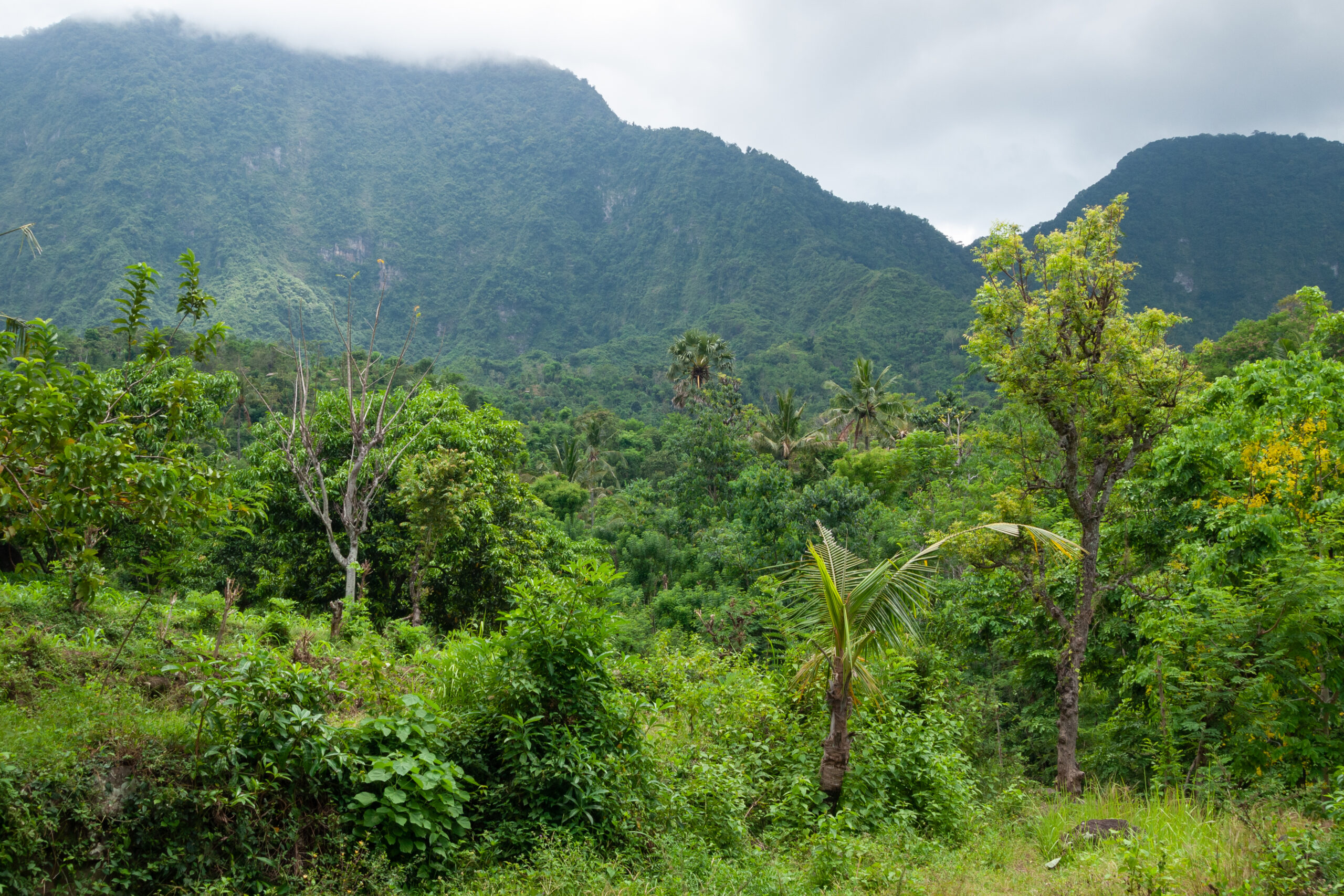 Lush green hills and rainforest cover the landscape with foggy mountains in the distance in Bali, Indonesia.