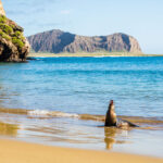 Galápagos sea lion in Punta Pitt, San Cristóbal Island, Galápagos Islands, Ecuador.
