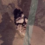 Satellite image of the beginning of Hayli Gubbi's eruption this morning