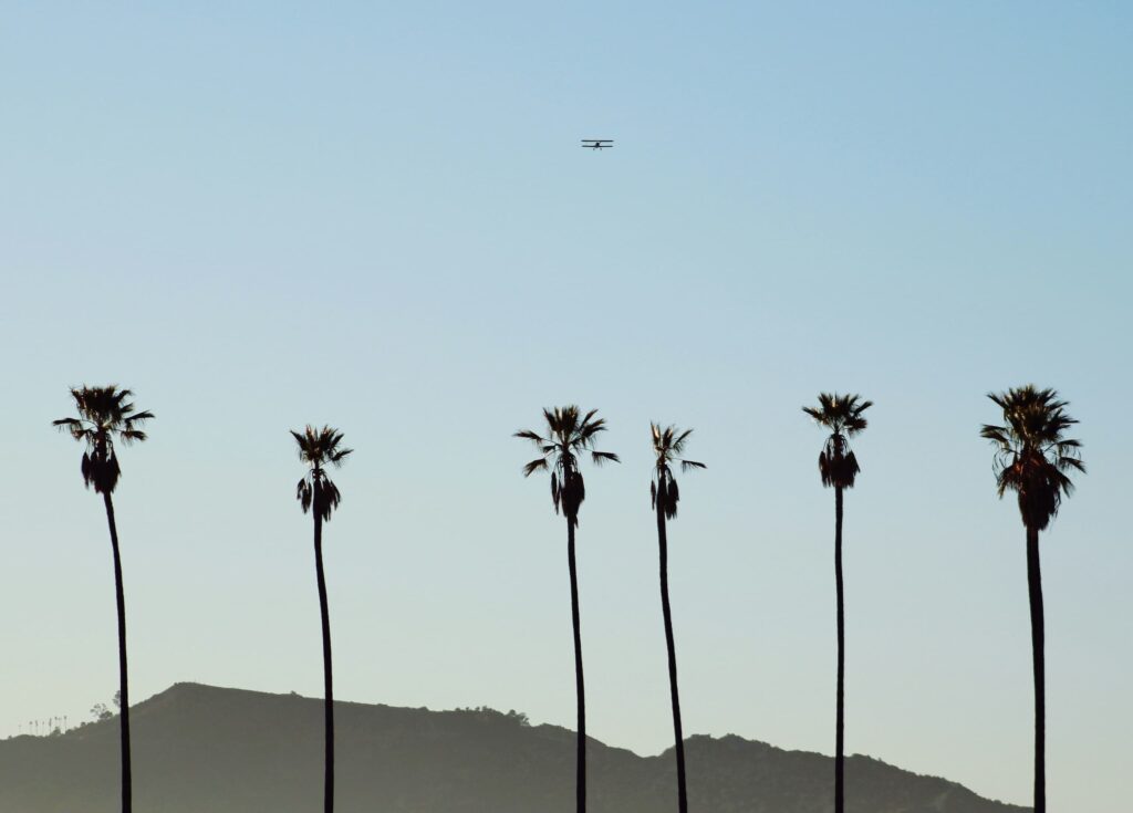 Palm trees