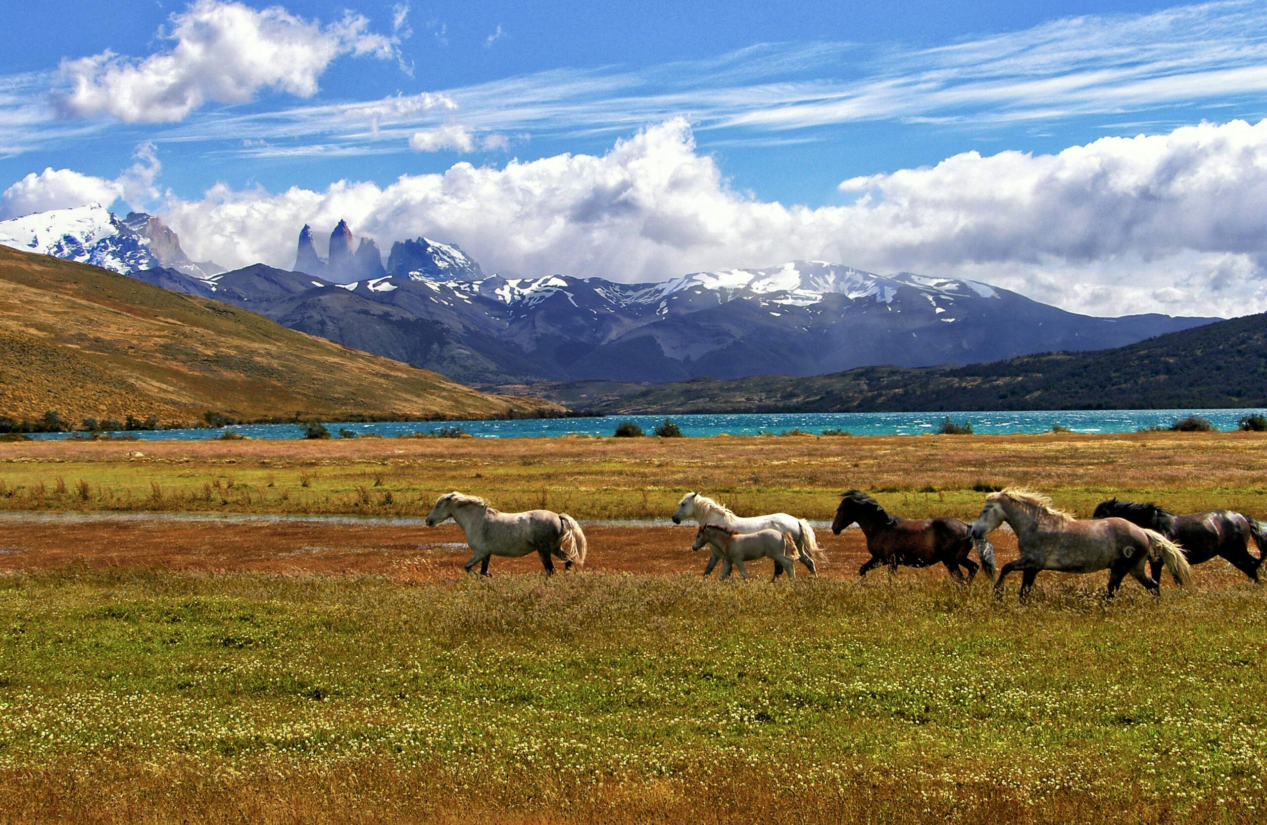 Herd Of Horse Green Grass Field and mountains in the background