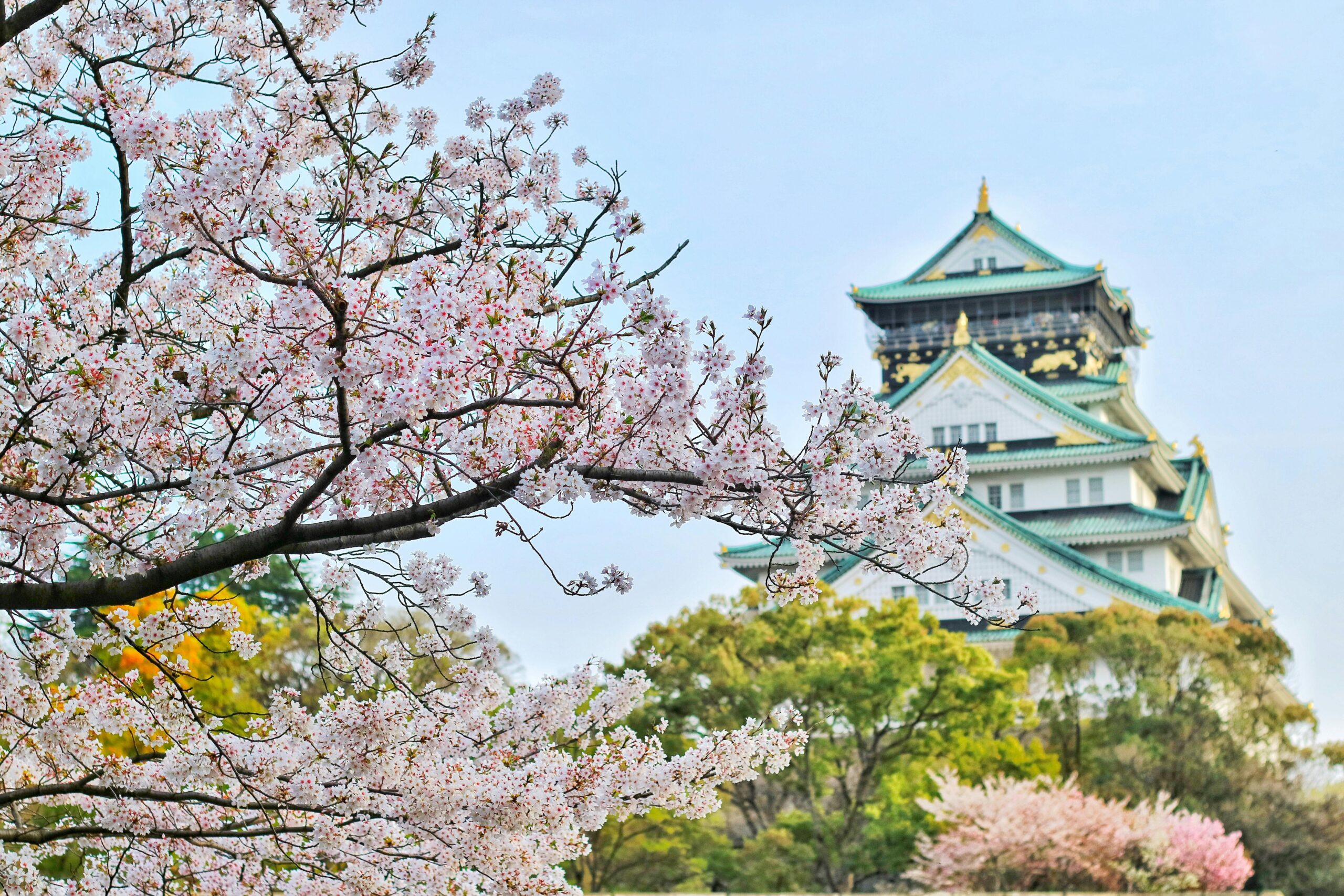 A cherry blossom tree in front of a traditional Asian architecture