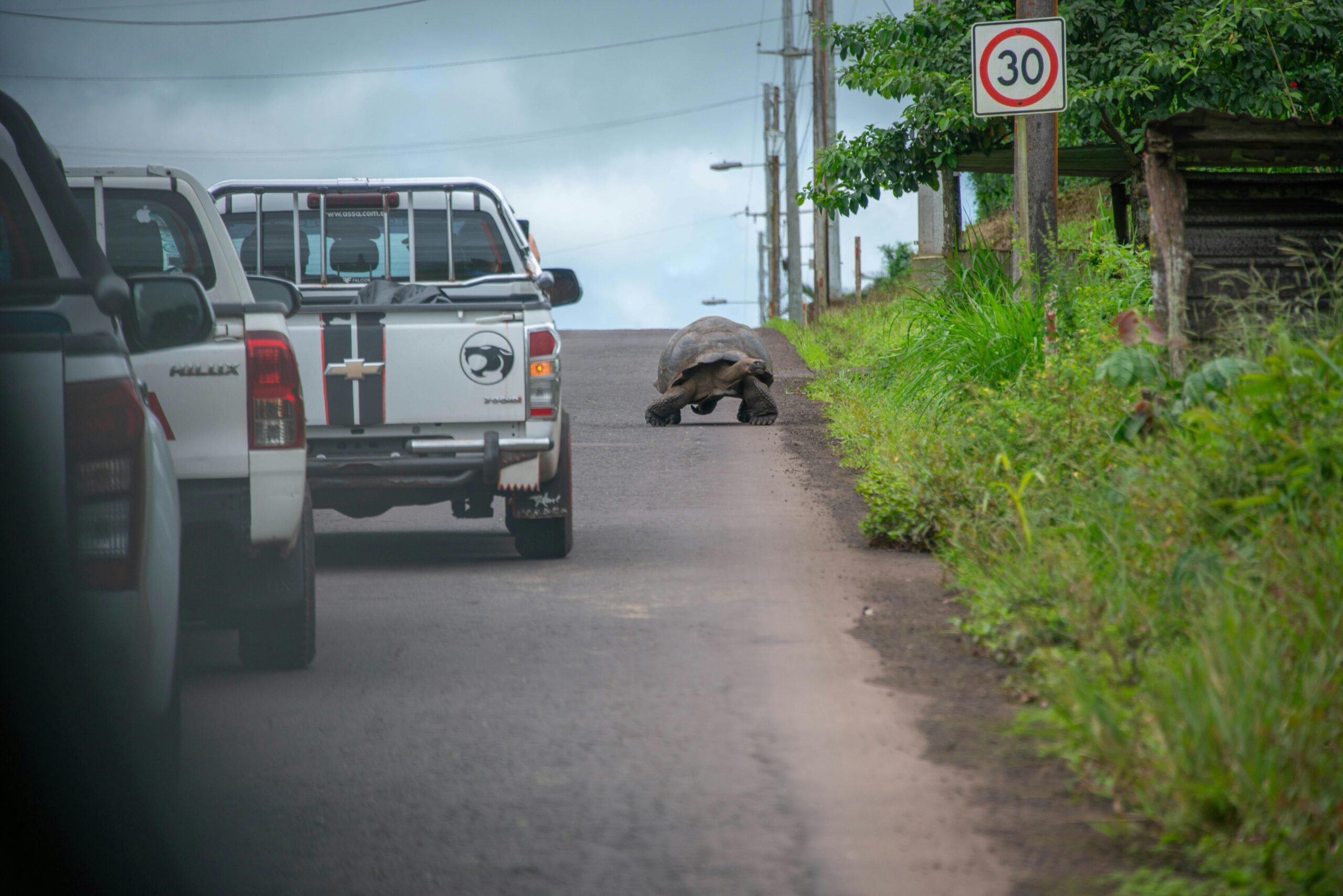 Pick-ups near Turtle on Road