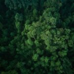 An aerial view of the dense forest that the Ang people call home