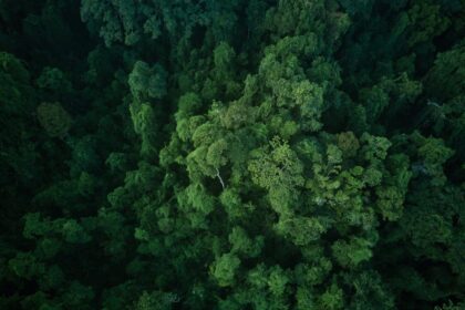 An aerial view of the dense forest that the Ang people call home