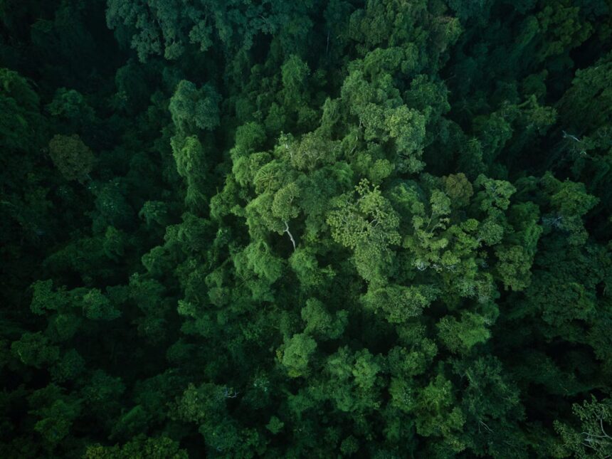 An aerial view of the dense forest that the Ang people call home