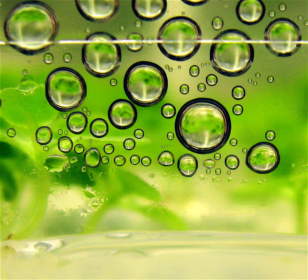 Close-up of green liquid bubbles representing Sustainable aviation fuel and aviation decarbonisation research.