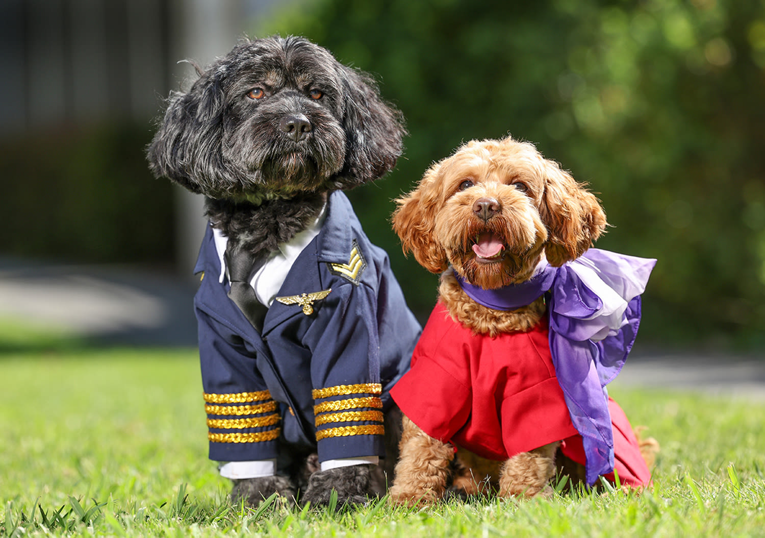 Two small dogs, dressed in pilot and cabin crew uniform.
