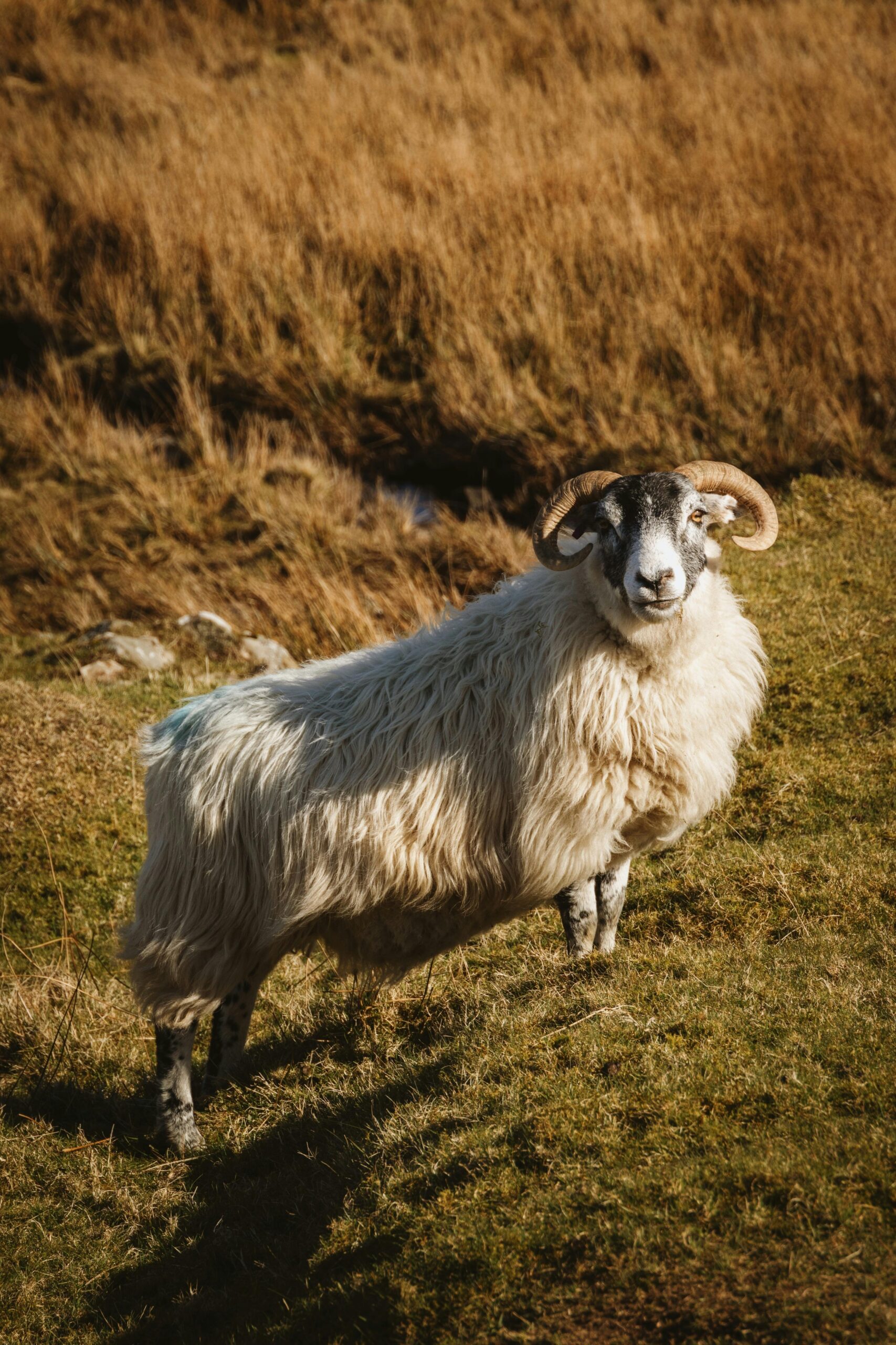 Majestic Sheep on Isle of Skye Landscape