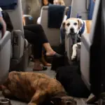 Dogs lying in an airplane cabin; passengers' legs stretched.