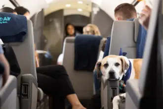 Dogs lying in an airplane cabin; passengers' legs stretched.