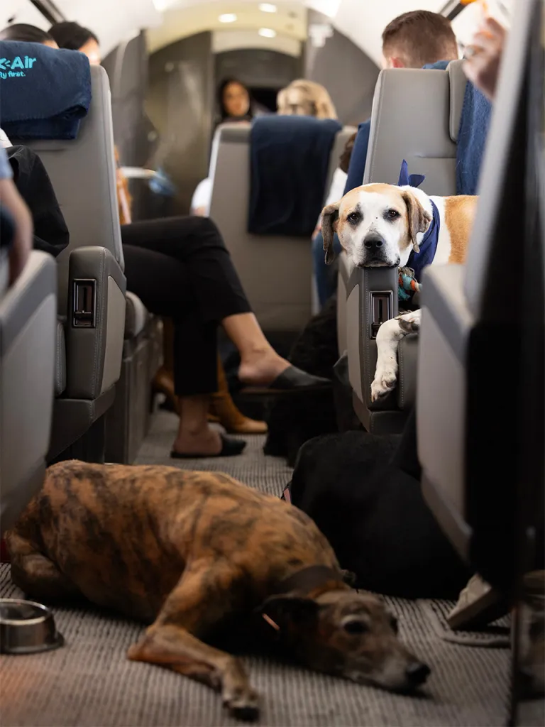 Dogs lying in an airplane cabin; passengers' legs stretched.