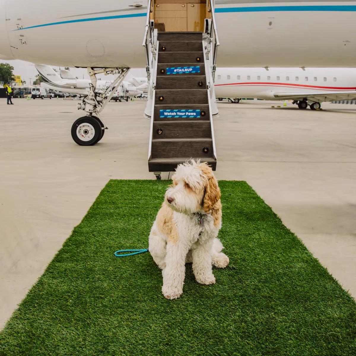 A dog sitting on a patch of artificial grass in front of the stairs leading to a private jet on an airport apron.