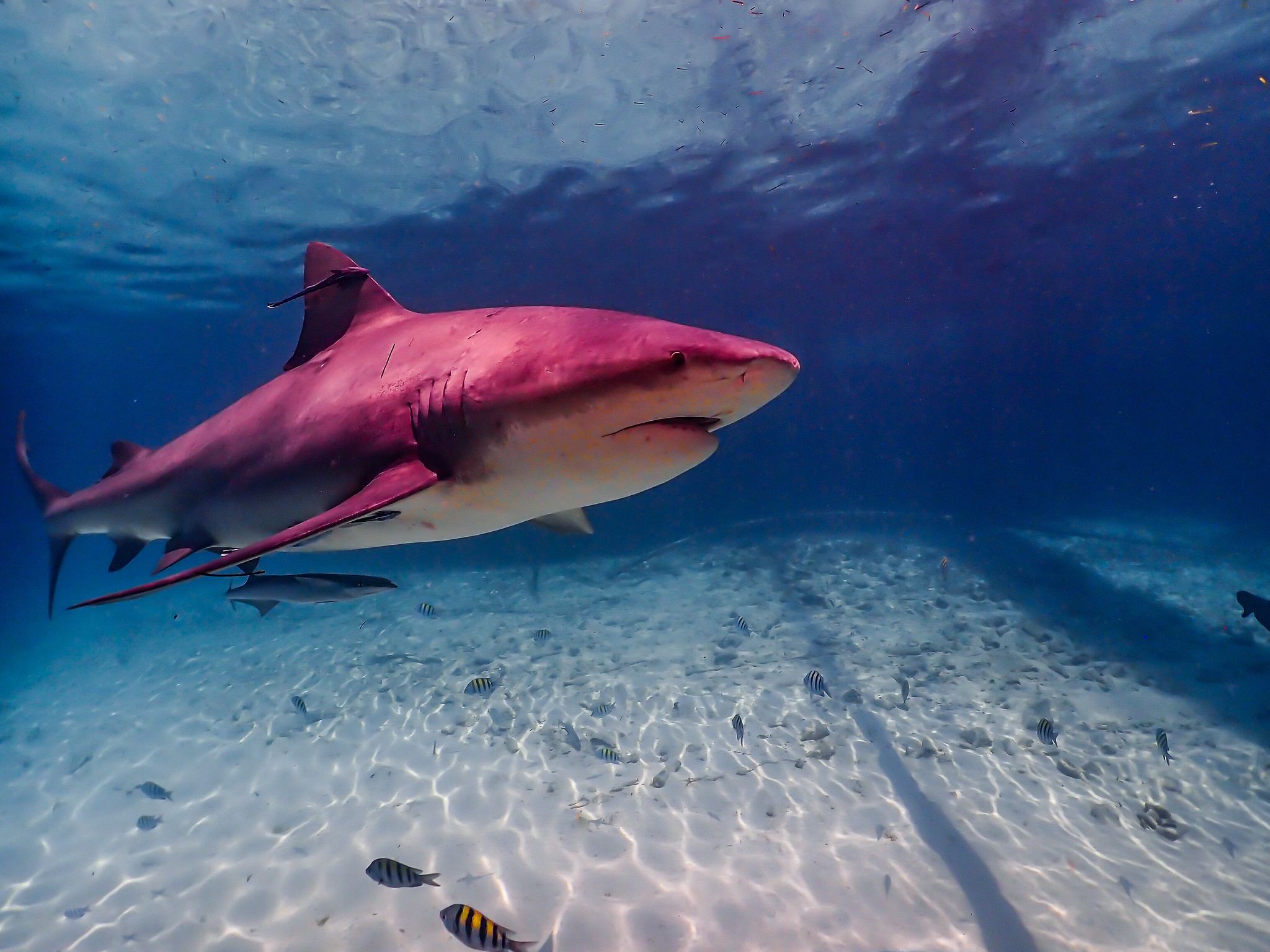 Underwater view of a large shark swimming through clear blue water over a bright, sandy ocean floor. The shark has a pinkish hue from the sunlight filtering through the surface. Several small, striped pilot fish swim below it near the rippled sand. The water surface above is visible, creating a shimmering, reflective ceiling.