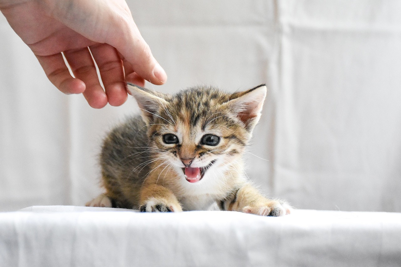 A small kitten sitting on a white surface while a hand reaches toward its head.