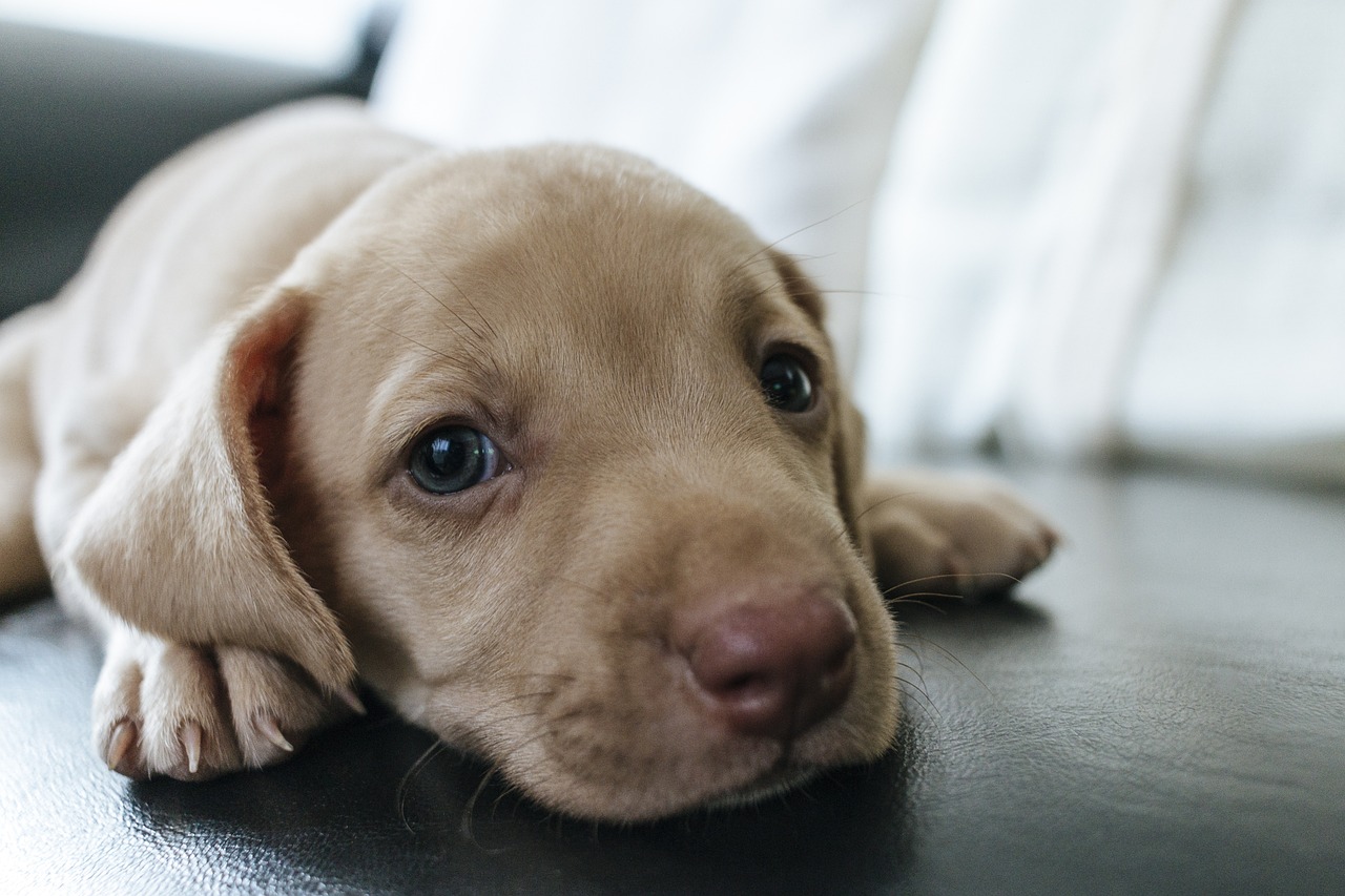 Close-up of a puppy resting on a seat, representing pet travel and demand for pet-friendly airlines.