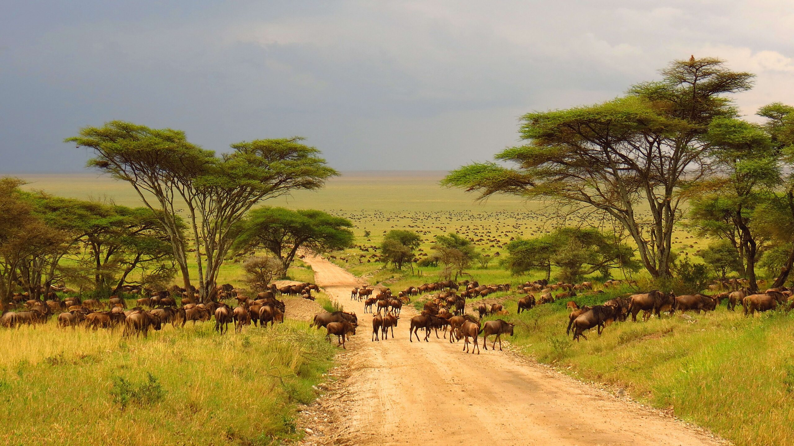 African Wildebeest migrating across the Serengeti plains in Tanzania, Africa.