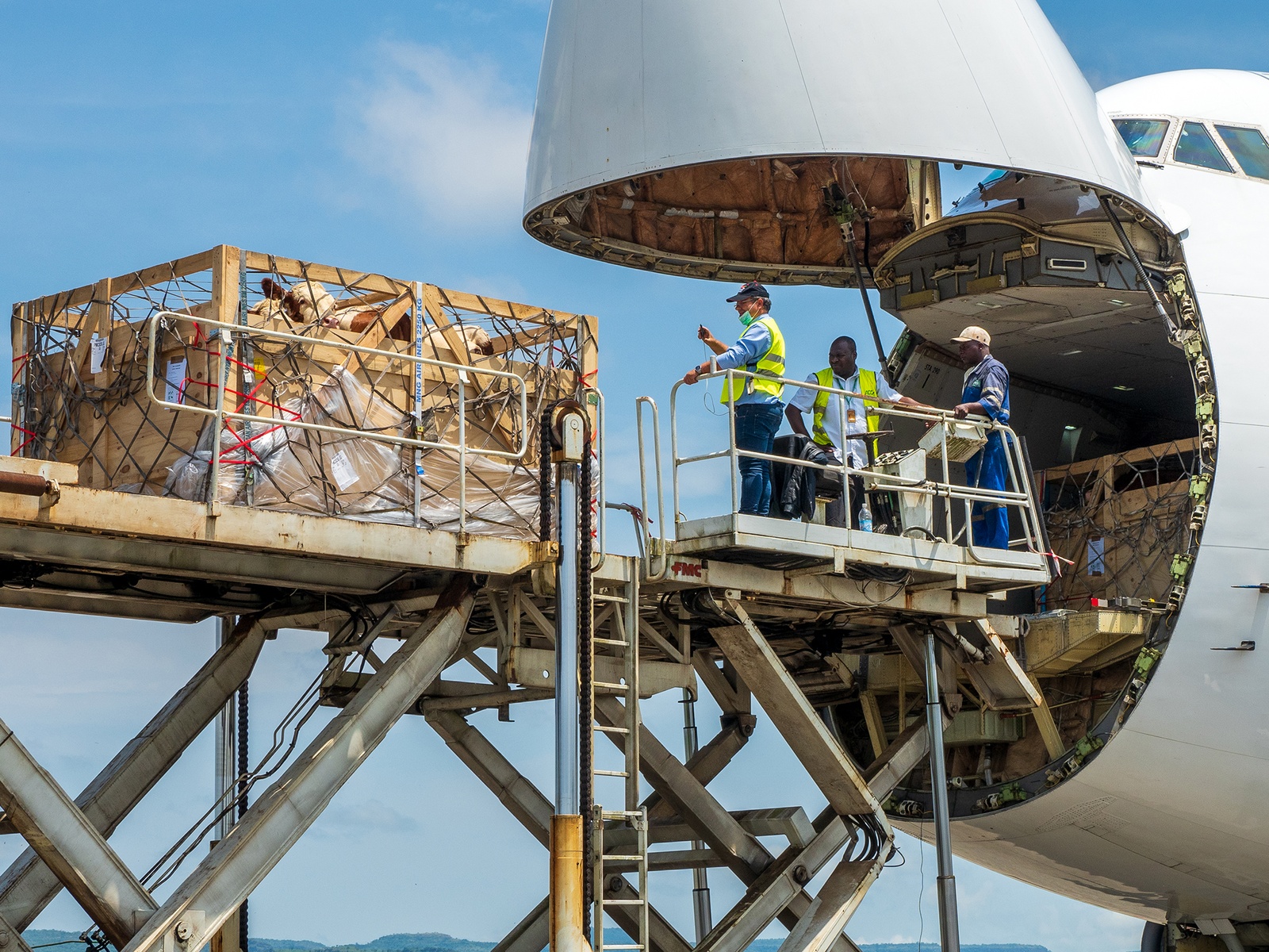 Cows on cargo plane
