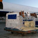 Racehorse is loading to the airplane