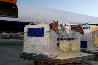 Racehorse is loading to the airplane