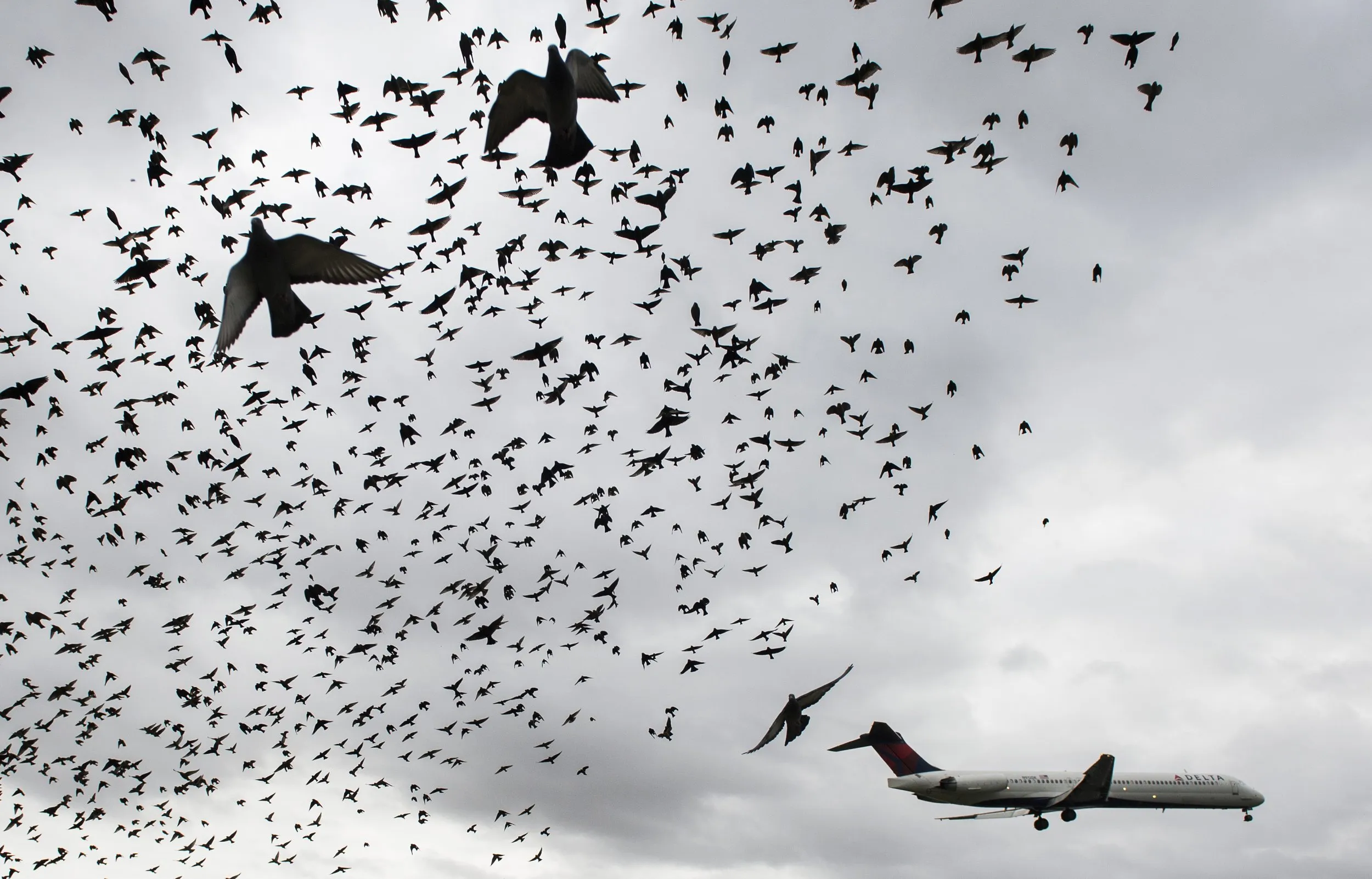 birds with aircraft