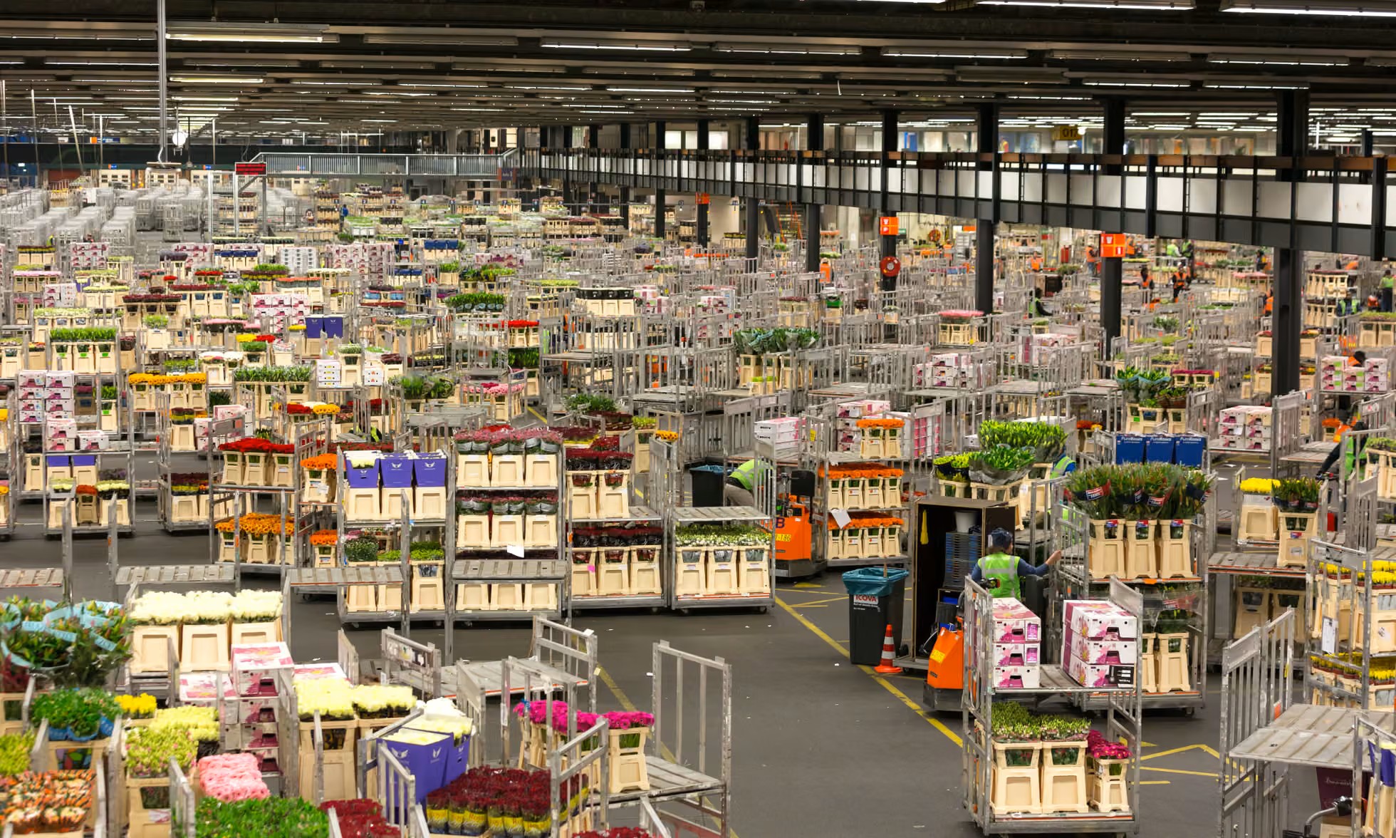 A picture inside the Aalsmeer flower market in the Netherlands