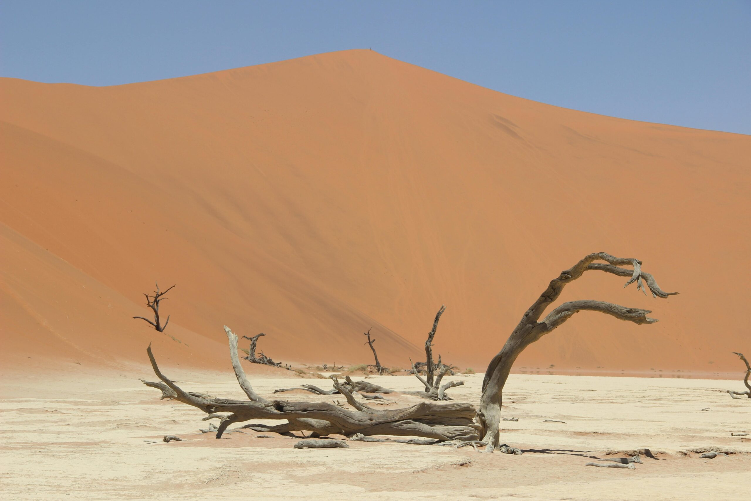 A desert with an old tree lying on its side