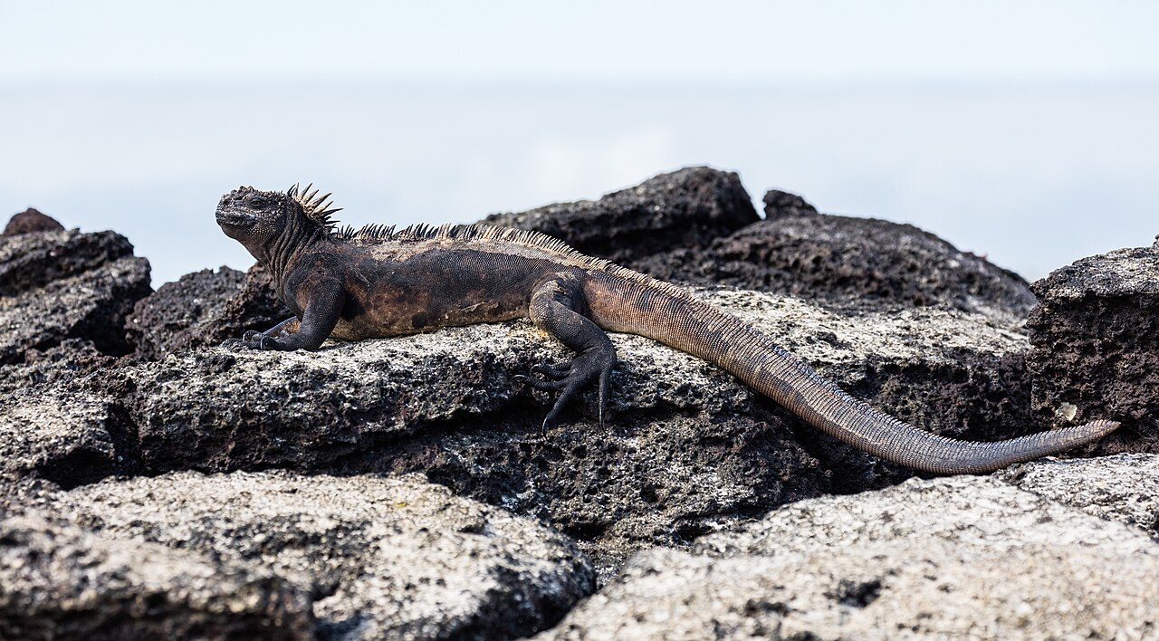 Exemplar of marine iguana (Amblyrhynchus cristatus) lying on a rock in the coast of Las Bachas, Santa Cruz Island, Galápagos Islands, Ecuador