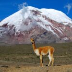 Vicuña, one of two wild South American camelids. In the background the point on the Earth's surface that is farthest from the Earth's center, Chimborazo volcano - Ecuador