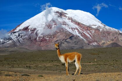 Vicuña, one of two wild South American camelids. In the background the point on the Earth's surface that is farthest from the Earth's center, Chimborazo volcano - Ecuador