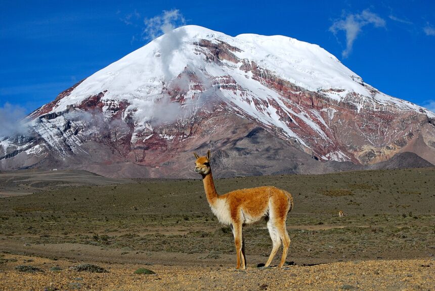 Vicuña, one of two wild South American camelids. In the background the point on the Earth's surface that is farthest from the Earth's center, Chimborazo volcano - Ecuador