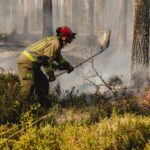 Forest fire, trees all around with a fire toward the left side. Smoke all around a firefighter trying to distinguish the fire.