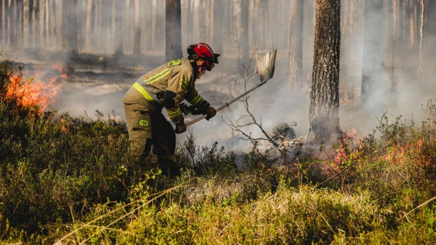 Forest fire, trees all around with a fire toward the left side. Smoke all around a firefighter trying to distinguish the fire.