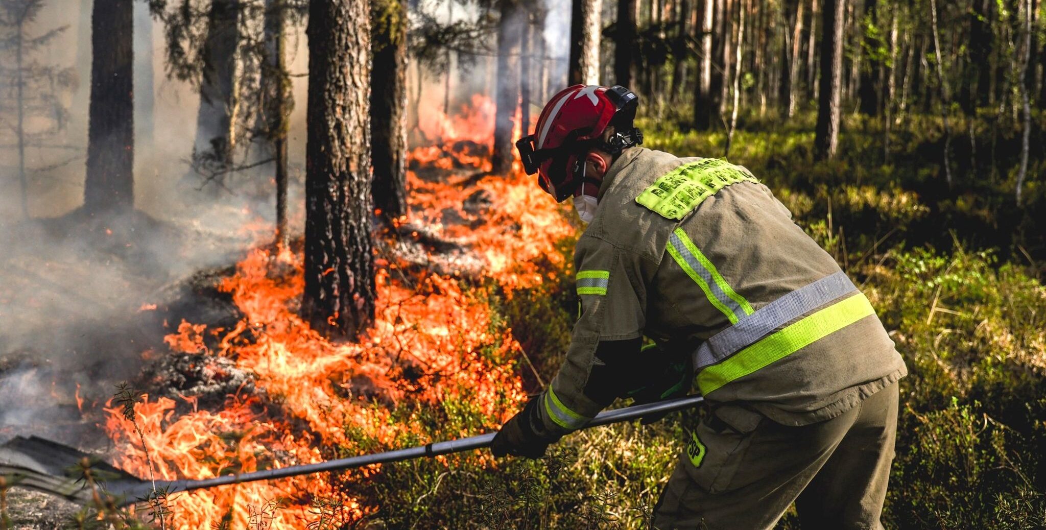Forest fire in the background, trees all around. Fire fighter in uniform in the foreground trying to stop the spread.