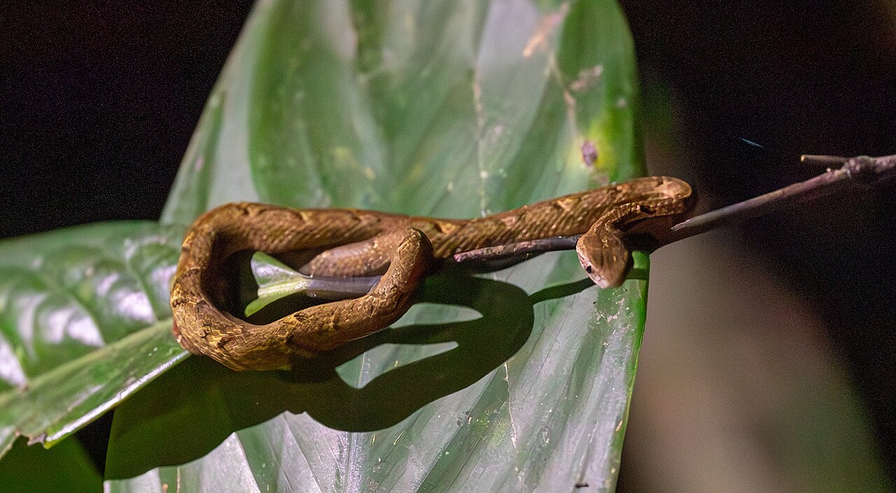 A brown snake on a green leaf