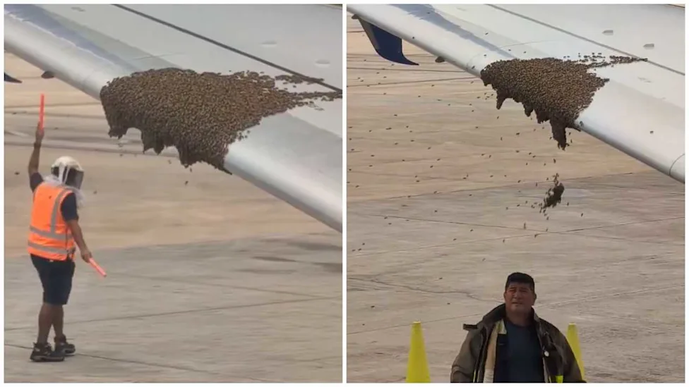 Two photos side by side. Both of the swarm on bees on the plane. The left image shows a ground crew member in orange high visibility jacket in a beekeeping hat. On the right a man walks underneath the bees and some fall down.