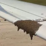 A swam of bees on a Boeing 737-900 wing.
