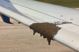 A swam of bees on a Boeing 737-900 wing.