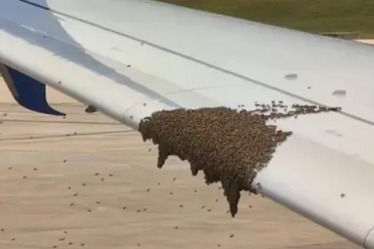 A swam of bees on a Boeing 737-900 wing.