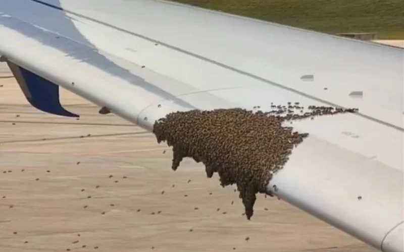 A swam of bees on a Boeing 737-900 wing.