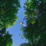A white plain with some red detailing on the tail in picture from directly below, at quite some distance. It is pictured between trees and bright green leaves and foliage against a bright blue sky backdrop.