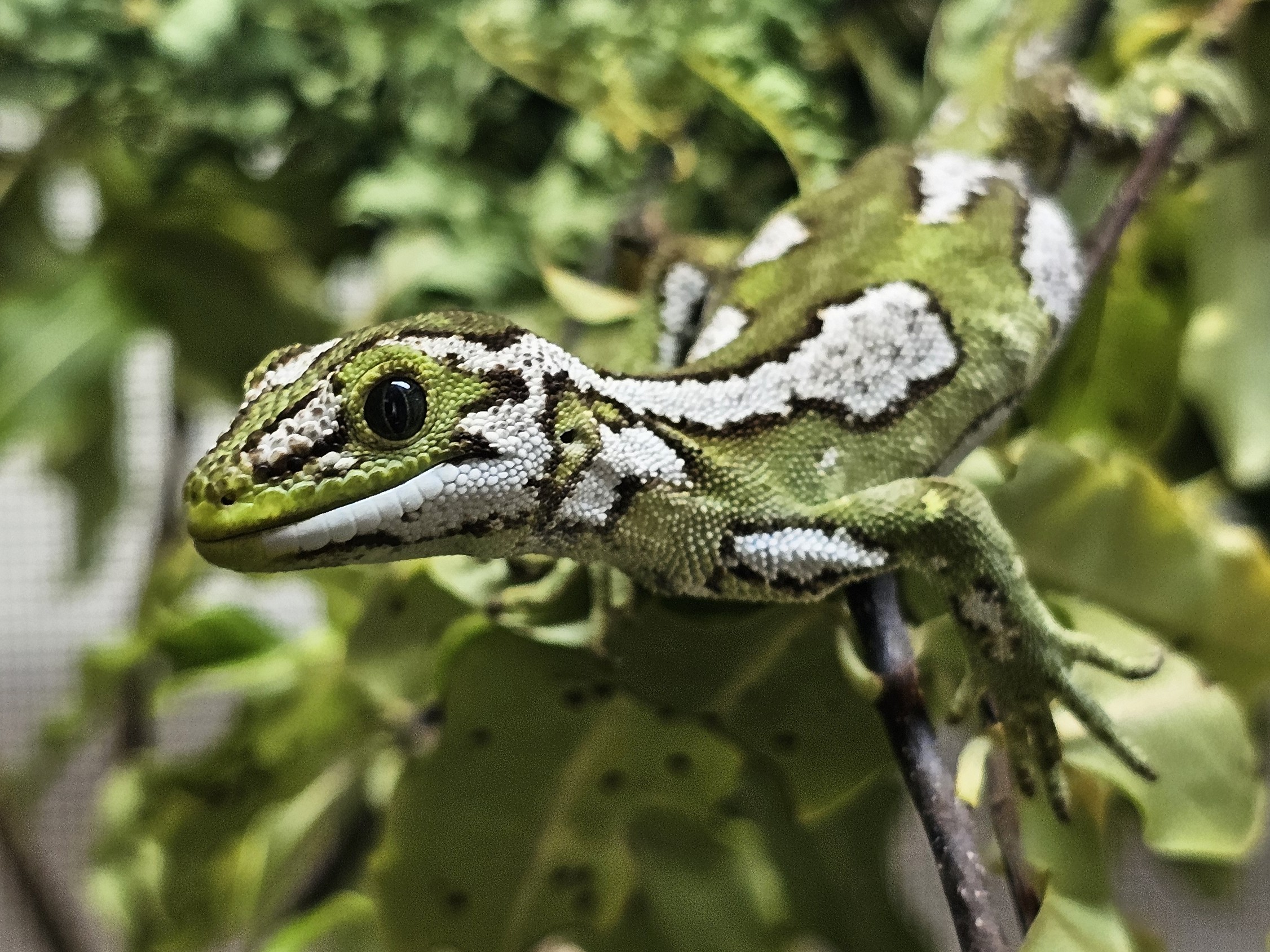An image of an Jewelled Gecko, colour green with zigzagging white patterns across the body. 