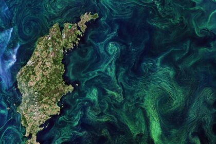 Phytoplankton form algae blooms – bright green swirls – in the Baltic Sea, next to the island of Gotland.