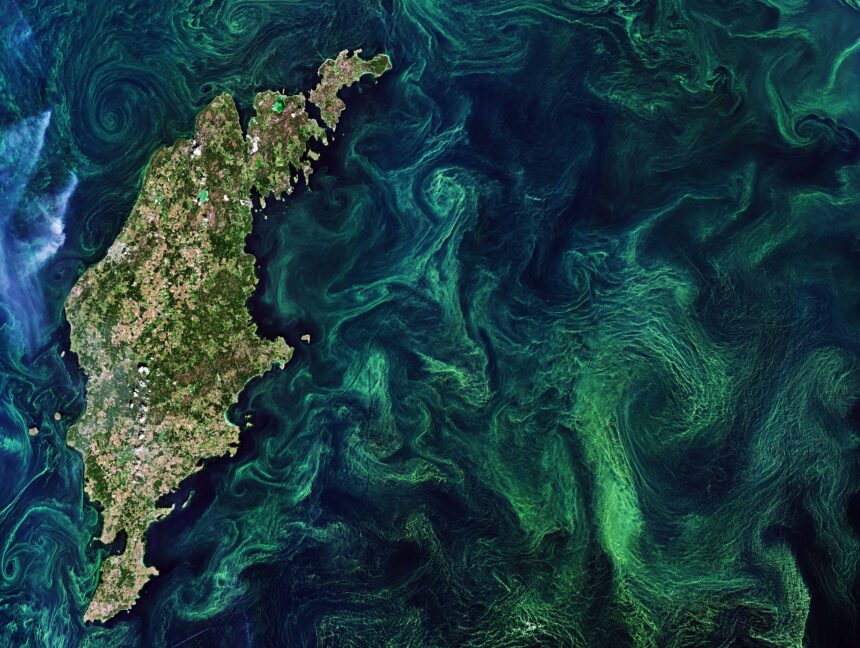 Phytoplankton form algae blooms – bright green swirls – in the Baltic Sea, next to the island of Gotland.